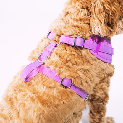 Colour Changing Harness & Leash