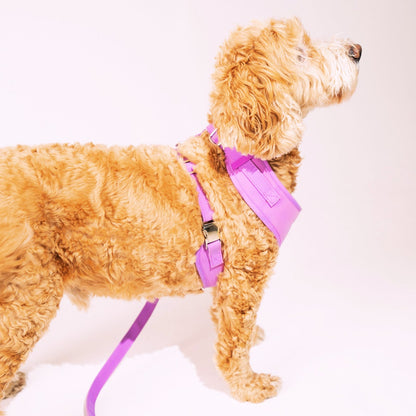 Colour Changing Harness & Leash