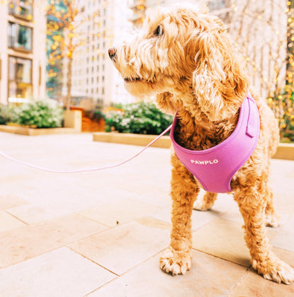 Colour Changing Harness & Leash