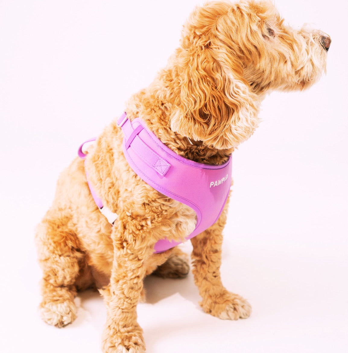 Colour Changing Harness & Leash