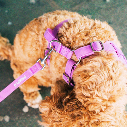 Colour Changing Harness & Leash