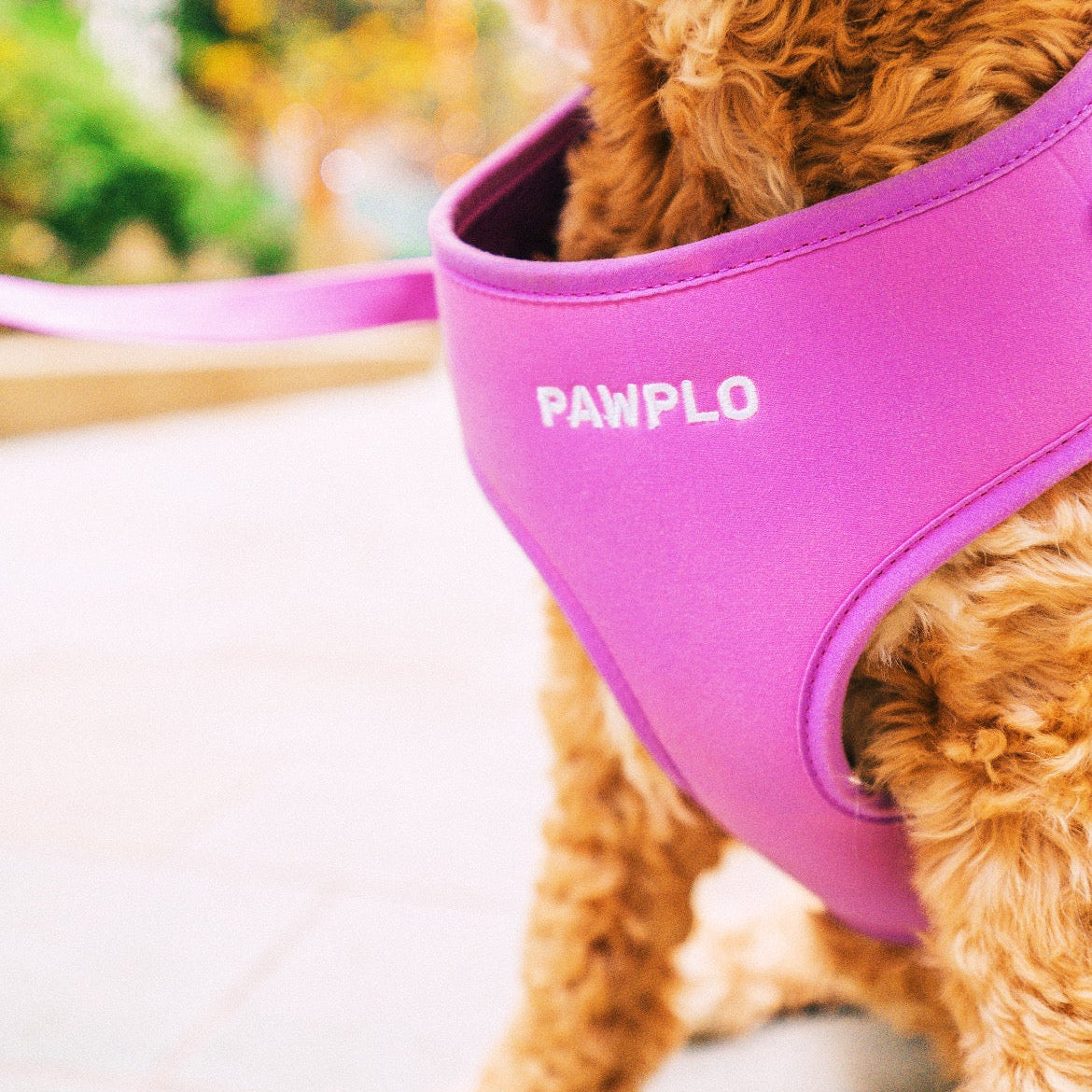 Colour Changing Harness & Leash