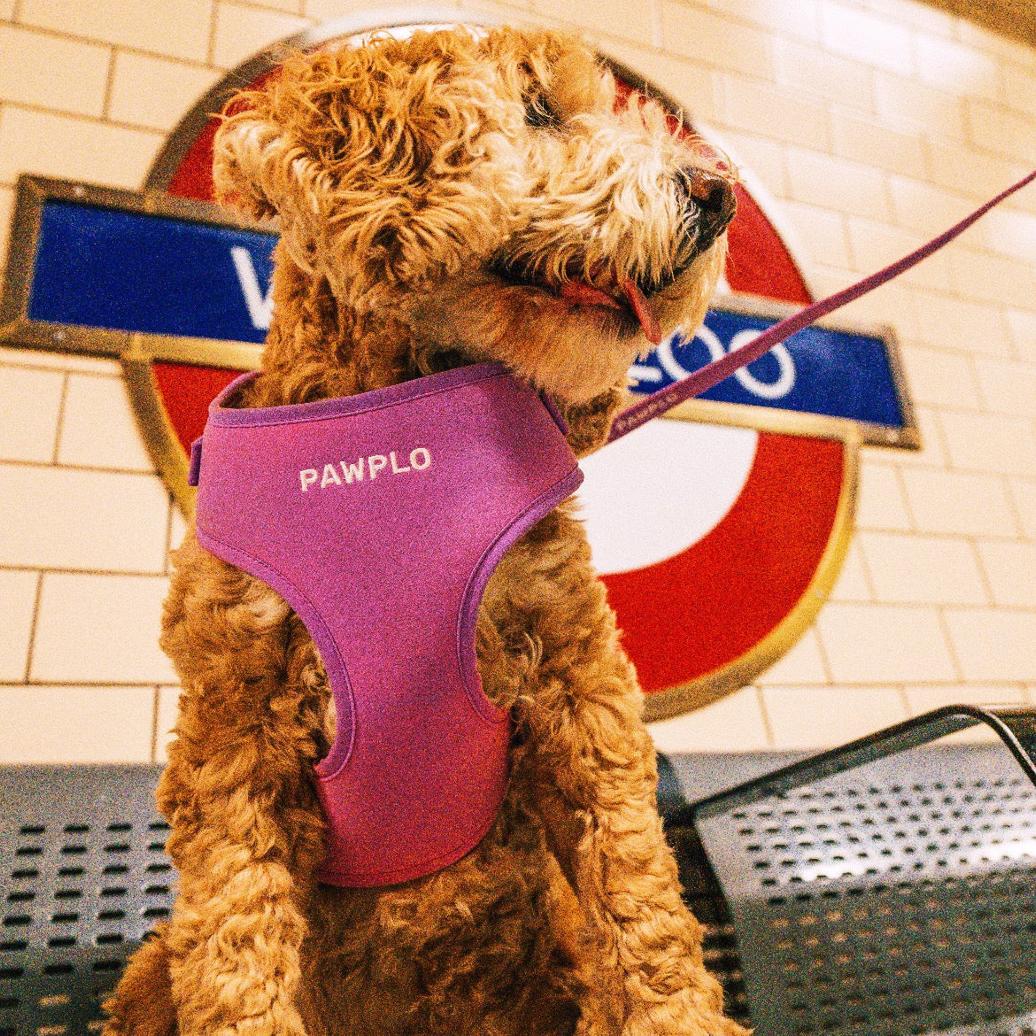 Colour Changing Harness & Leash