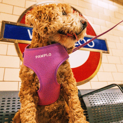 Colour Changing Harness & Leash