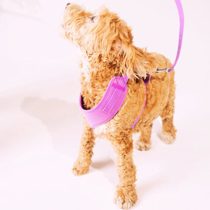 Colour Changing Harness & Leash