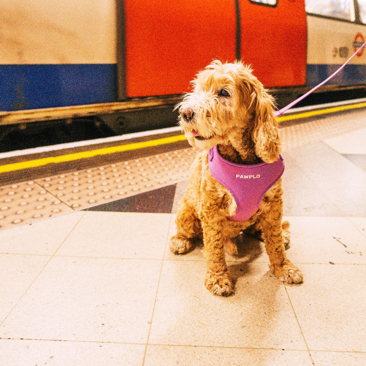 Colour Changing Harness & Leash